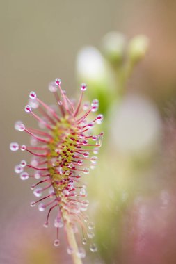 Sundew, Drosera intermedya, etobur bir bitki türü.