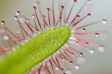 Sundew, Drosera intermedya, doğada etobur bir bitki.