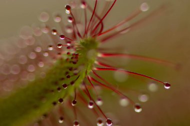 Sundew, Drosera intermedya, doğada etobur bir bitki.