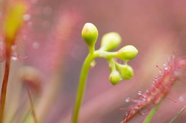 Sundew, Drosera intermedya, doğada etobur bir bitki.