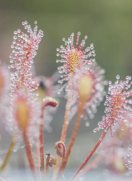 Sundew Drosera Intermedya Doğada Etobur Bir Bitki — Stok fotoğraf