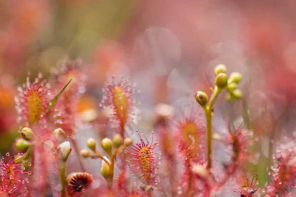 Sundew, Drosera intermedya, doğada etobur bir bitki.