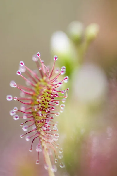 Rocío Del Sol Drosera Intermedia Una Naturaleza Vegetal Carnívora —  Fotos de Stock