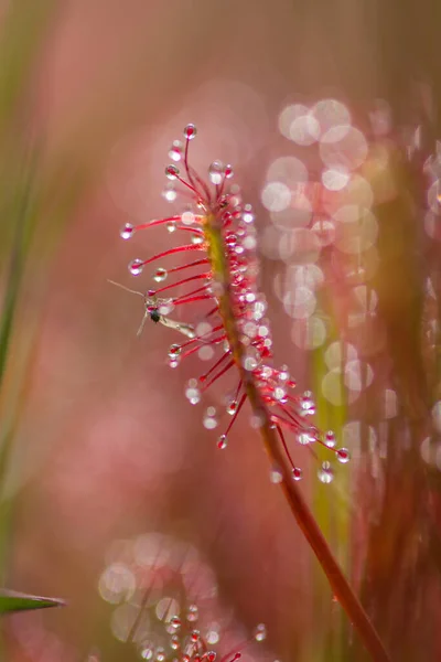 Sundew Drosera Intermedya Doğada Etobur Bir Bitki — Stok fotoğraf