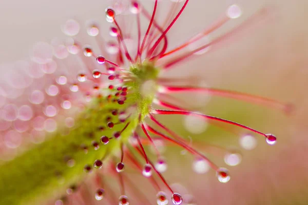 Sonnentau Drosera Intermedia Eine Fleischfressende Pflanze Der Natur — Stockfoto
