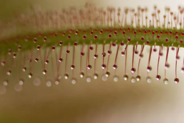 Sundew Drosera Intermedya Doğada Etobur Bir Bitki — Stok fotoğraf