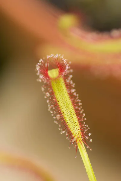 Sundew Drosera Intermedia Een Vleesetende Plant Natuur — Stockfoto