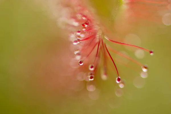 Sundew Drosera Intermedya Etobur Bitki Doğası — Stok fotoğraf