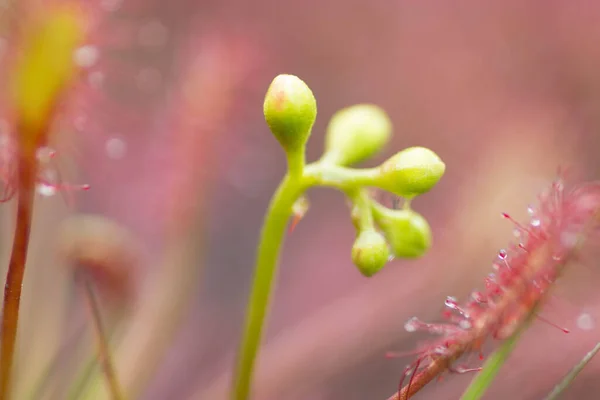 Sundew Drosera Intermedia Carnivorous Plant Nature — стоковое фото