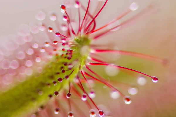 Sundew Drosera Intermedia Plante Carnivore Dans Nature Images De Stock Libres De Droits