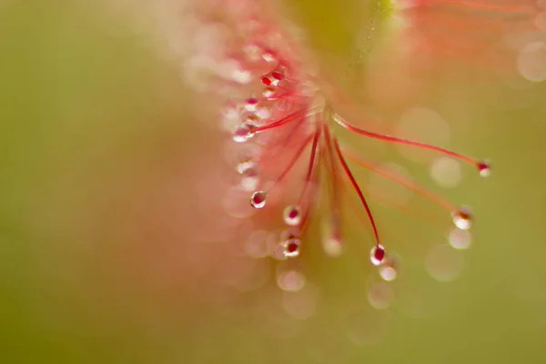 Sundew Drosera Intermedia Une Nature Plantin Carnivore Photo De Stock