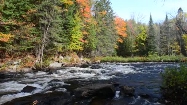 Az őszi erdő a köves riverside gazdag színek — Stock videók