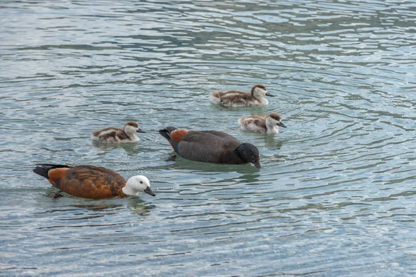 Mother and father ducks are teaching their ducklings how to find food in the shallow water of Lake Wakatipu