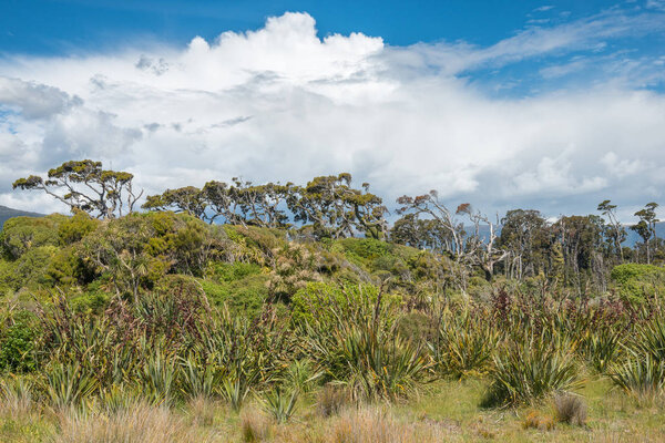 Old dead trees, green jungle and thundercloud near Ship Creek