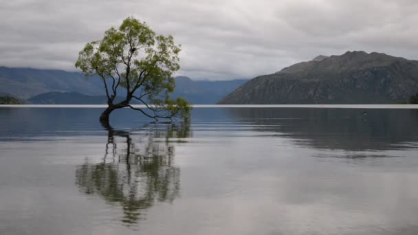 Najsłynniejsza Nowa Zelandia drzewo-Wanaka Tree-w pochmurny dzień — Wideo stockowe