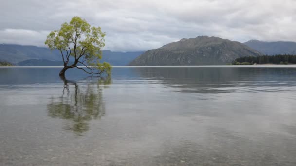 Najsłynniejszym nowozelandzkim drzewem jest Wanaka Tree — Wideo stockowe