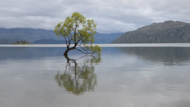 Der berühmteste neuseeländische Baum ist wanaka tree — Stockvideo