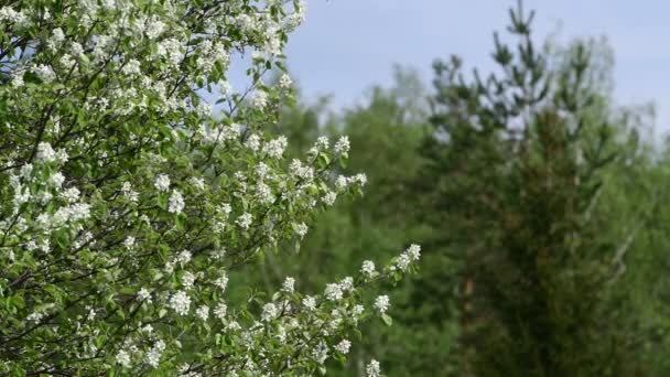 Az Amelanchier Mespilus virágoknak a zöld erdők hátterére vonatkozó közeli nézete — Stock videók