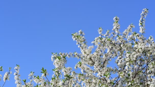 True color close view of cherry tree flowers on a blue sky background — Stock Video