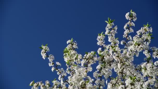 Korkea kontrasti lähellä näkymä kirsikkapuun kukkia sininen taivas tausta — kuvapankkivideo