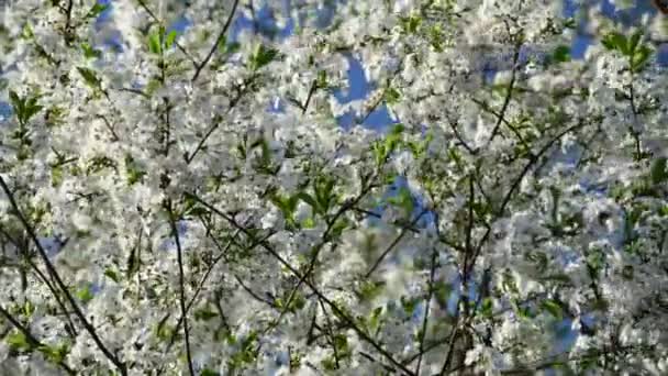 Vue de très près des fleurs de cerisier sur un fond bleu ciel 