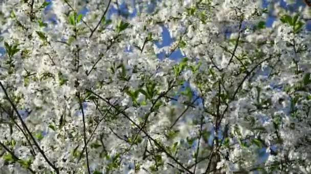Mavi bir gökyüzü arka plan üzerinde kiraz ağacı çiçekleri çok yakın görünümü — Stok video