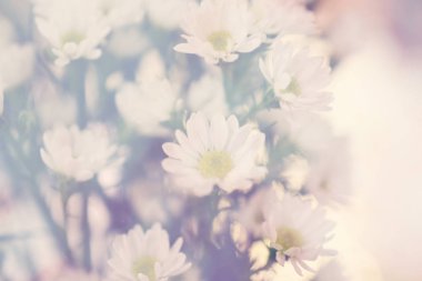 Filtre renk ile beyaz kesici gypso çiçek