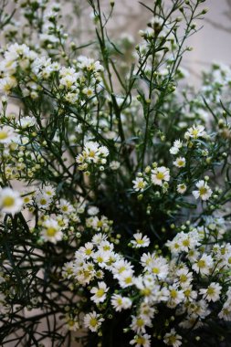 Beyaz kesici gypsophila çiçek filtre renk ile