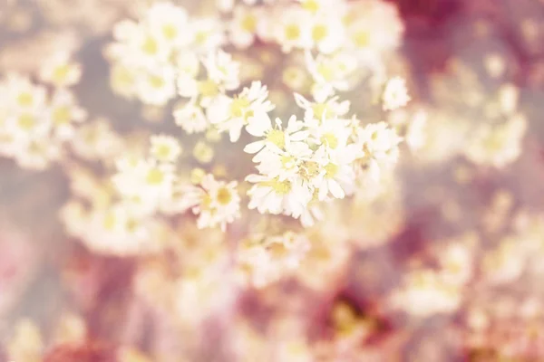 Vita Cutter Gypsophila Blomma Med Filter Färg — Stockfoto