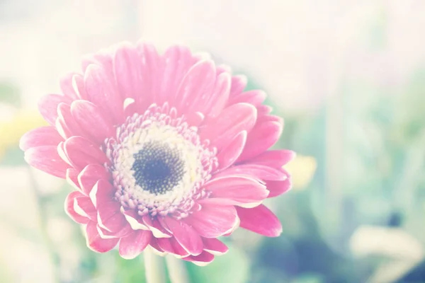 Vermelho Gerbera Flor Natureza Fundo Com Cor Filtro — Fotografia de Stock