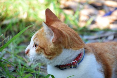  kahverengi turuncu tekir kedi yerde yatarken