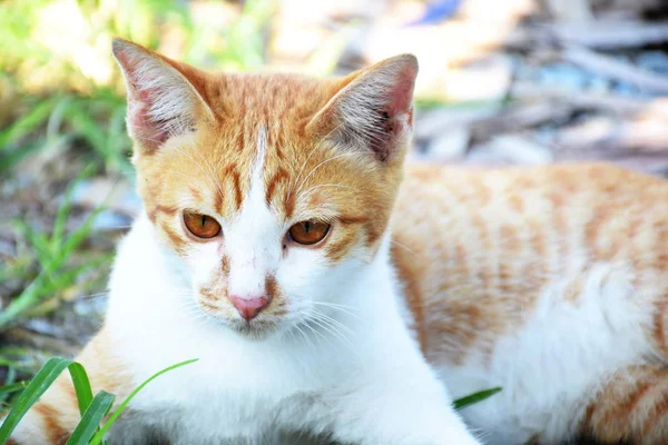 Marrone Arancione Tabby Gatto Sdraiato Sul Pavimento — Foto Stock