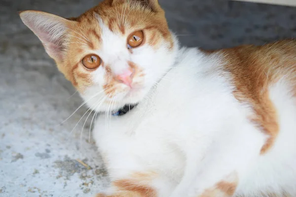 Kucing Merah Jambu Coklat Tergeletak Lantai — Stok Foto