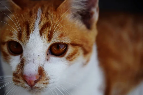 Marrone Arancione Tabby Gatto Sdraiato Sul Pavimento — Foto Stock