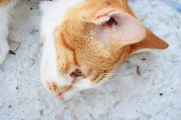 Laranja Marrom Gato Tabby Deitado Chão — Fotografia de Stock