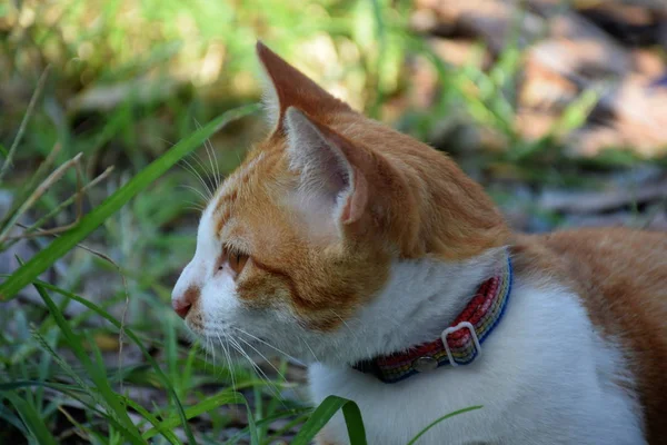 Brun Orange Tabbykatt Liggande Golvet — Stockfoto