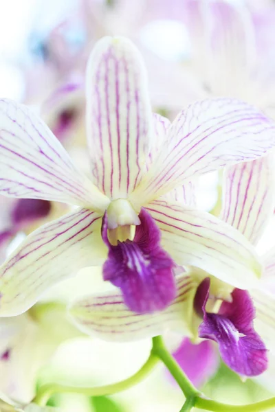 Flores Botão Orquídea Bonita Fechar Fundo Natureza — Fotografia de Stock