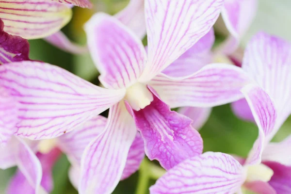 Hermosas Flores Brote Orquídea Cerca Fondo Naturaleza — Foto de Stock