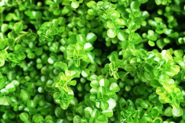 yeşil bırak desen doğa doku arka plan