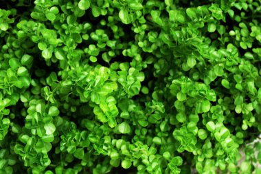 Yeşil bırakın desen doğa arka plan