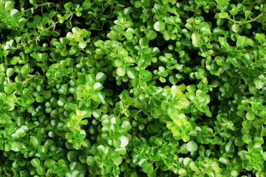 Doğa tropikal yaprak doku kökenli soyut yeşil çizgili