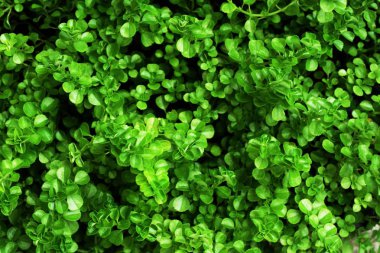 Doğa tropikal yaprak doku kökenli soyut yeşil çizgili