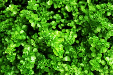 yeşil bırak doğa soyut doğa arka planı kapat