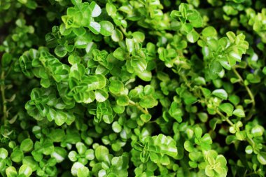 yeşil bırak doğa soyut doğa arka planı kapat