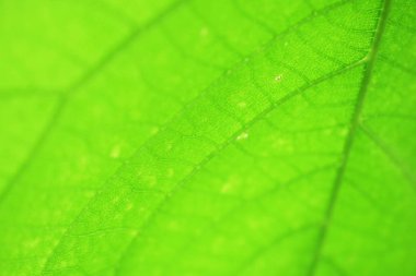 Yeşil yaprak dokusu arkaplanını kapat