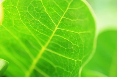 Yeşil yaprak dokusu arkaplanını kapat