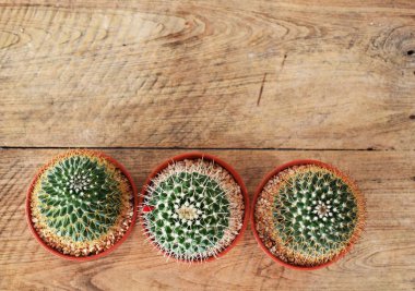 üstten görünüm kaktüs etli çiçek tencerede ahşap arka plan üzerinde