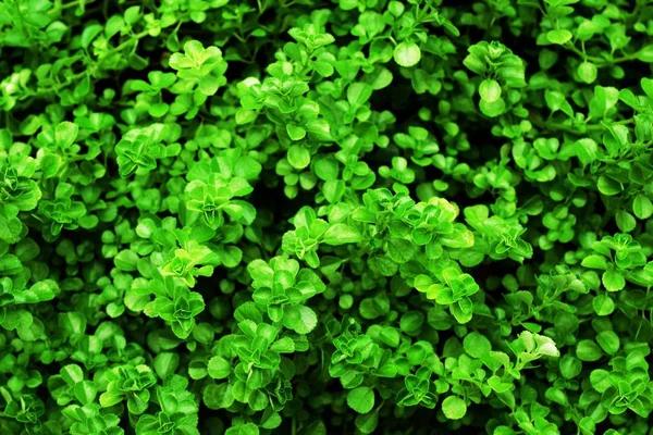 Green Leave Pattern Nature Texture Background — Stock Photo, Image