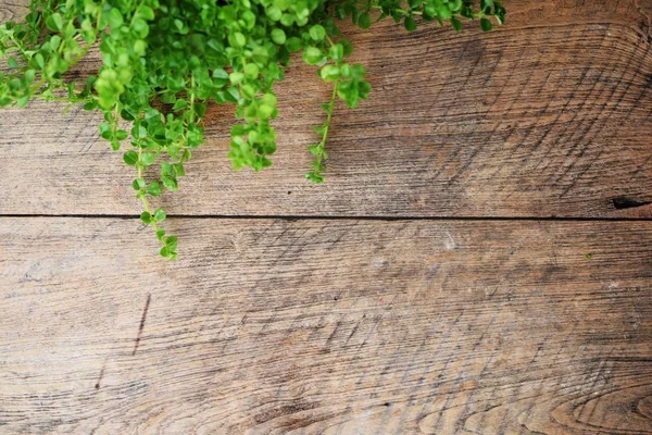 Mesa Madera Con Muro Hormigón Plantas Ornamentales —  Fotos de Stock