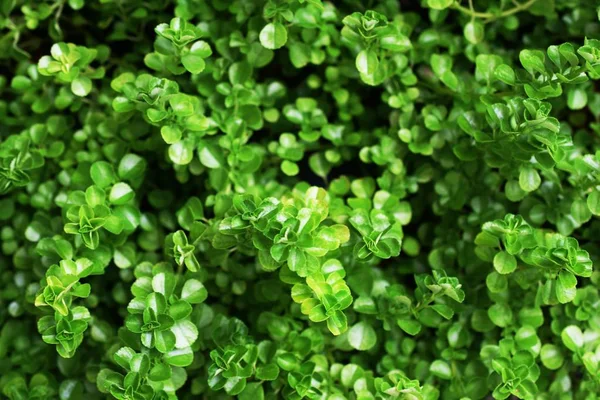 Abstrakta Gröna Ränder Från Naturen Tropiska Löv Textur Bakgrund — Stockfoto